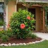 Hibiscus Rosa-Sinensis Presidents Red Tropical HIbiscus