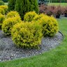 Thuja Occidentalis Jantar Amber Gold Arborvitae