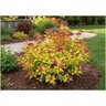 Spiraea japonica Double Play Candy Corn Proven Winners Spirea