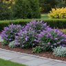 Buddleia x Pugster Amethyst Butterfly Bush
