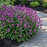 Stachys Monieri Hummelo Betony