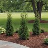 Thuja Plicata Sugar and Spice Western Red Cedar