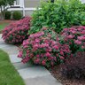 Spiraea Japonica Double Play Doozie Spirea