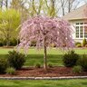 Prunus X Pink Cascade Weeping Cherry