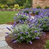 Buddleia x Color Choice Pugster Blue Proven Winners Butterfly Bush