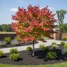 Cercis Canadensis Flame Thrower Eastern Redbud