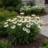 Echinacea X Sombrero Blanco Coneflower