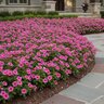 Catharanthus Roseus Cora XDR Deep Strawberry Vinca