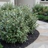 Elaeagnus X Ebbingei Viveleg Olive Martini Silverberry