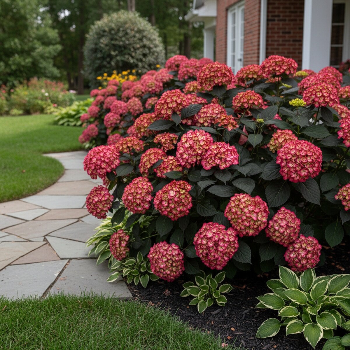 Hydrangea macrophylla Eclipse Big Leaf Hydrangea | SiteOne US