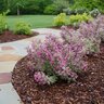 Weigela florida My Monet Purple Effect Proven Winners Weigela