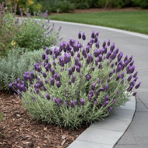 Lavandula Stoechas Anouk Lavender