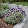 Lavandula Stoechas Anouk Lavender