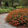 Lantana Camara Shamrock Red Lantana