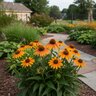 Echinacea X Hybrida Artisan Yellow Ombre Coneflower