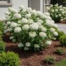 Hydrangea Arborescens FlowerFull Smooth Hydrangea