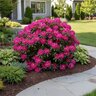 Rhododendron X Elegans Superbum Azalea