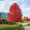 Acer x freemanii Autumn Blaze Freeman Maple