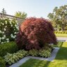 Acer Palmatum var. Dissectum Crimson Queen Cutleaf Japanese Maple