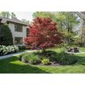 Acer Palmatum Bloodgood Japanese Maple