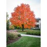 Acer Rubrum Red Maple