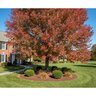 Acer Rubrum October Glory Red Maple