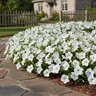 Petunia X Hybrida Easy Wave White Spreading Petunia