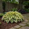 Hosta x Shadowland Autumn Frost Proven Winners Plantain Lily