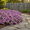 Petunia x hyrbida Supertunia Bordeaux Proven Winners Spreading Petunia