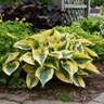 Hosta x Shadowland Autumn Frost Proven Winners Plantain Lily