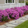 Phlox x Cloudburst Proven Winners Phlox