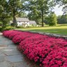 Dianthus x Paint the Town Magenta Proven Winners Pinks