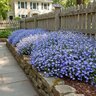 Lobelia Erinus Techno Upright Light Blue Lobelia