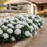 Pentas Lanceolata Starla White Egyptian Star Flower