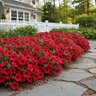 Petunia X Hybrida Easy Wave Red Spreading Petunia