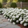 Pentas Lanceolata Starla White Egyptian Star Flower