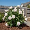 Rosa X Brindabella Touch of Pink Shrub Rose