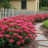 Monarda didyma Pardon My Cerise Proven Winners Bee Balm