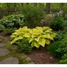Hosta Shadowland Coast to Coast Proven Winners Plantain Lily
