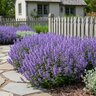 Nepeta x Cat's Pajamas Proven Winners Catmint
