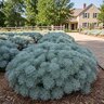 Artemisia Schmidtiana Wormwood