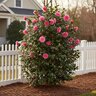 Camellia Japonica Early Wonder Camellia