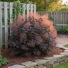 Cotinus coggygria Color Choice Winecraft Black Proven Winners Smoke Bush