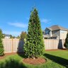 Thuja x Junior Giant Arborvitae