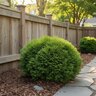 Thuja occidentalis Tater Tot Proven Winners Arborvitae