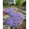 Phlox Subulata Emerald Blue Creeping Phlox