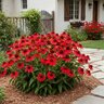 Echinacea x Sombrero Salsa Red Proven Winners Coneflower