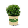 Buxus x Better Boxwood Renaissance Boxwood