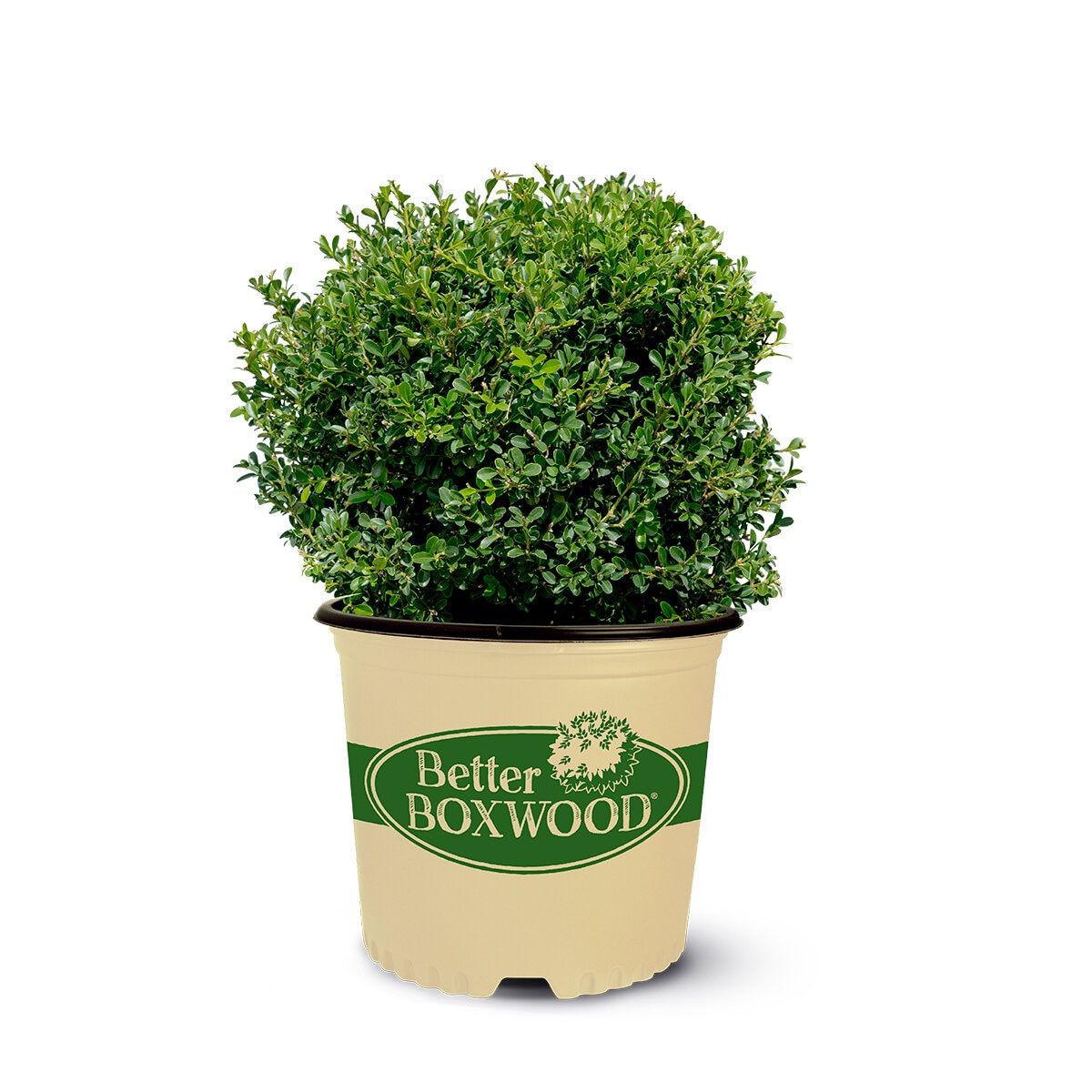 Buxus x Better Boxwood Renaissance Boxwood | SiteOne US