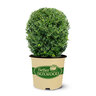 Buxus x Better Boxwood Heritage Boxwood